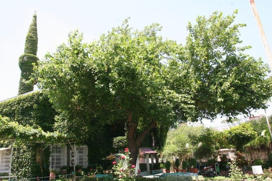 الجامع الاخضر الذي تغطية النباتات في مدينة "اضنة" التركية