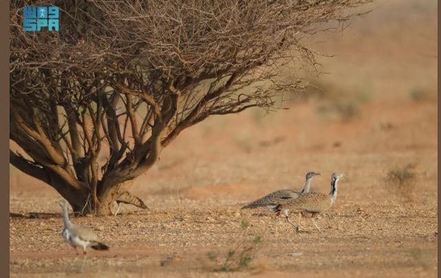 المركز الوطني لتنمية الحياة الفطرية يمنح أول تصريح لإكثار الحبارى في المملكة