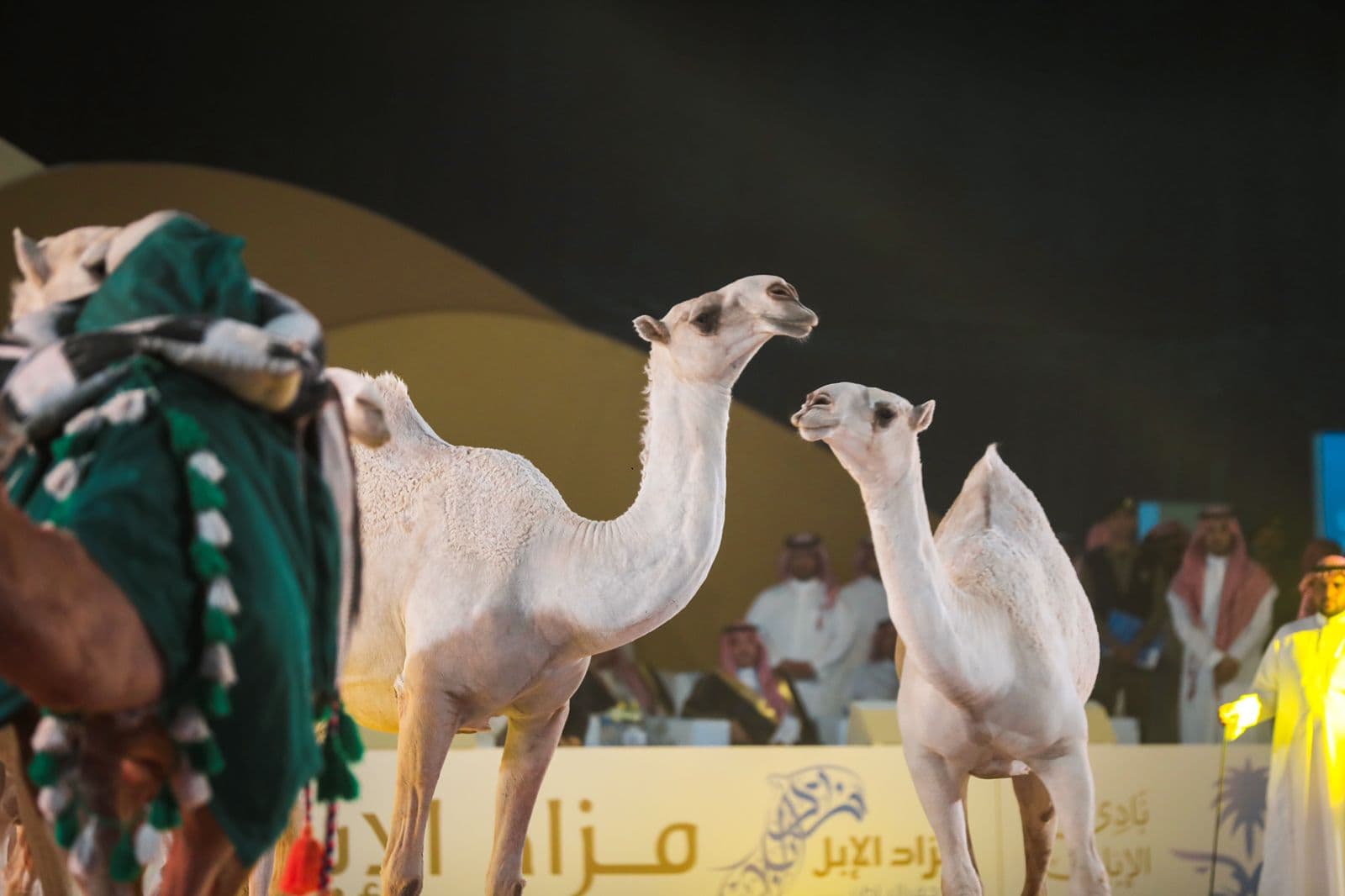 انطلاق مهرجان ومزاد الإبل بنسخته الرابعة في حفر الباطن