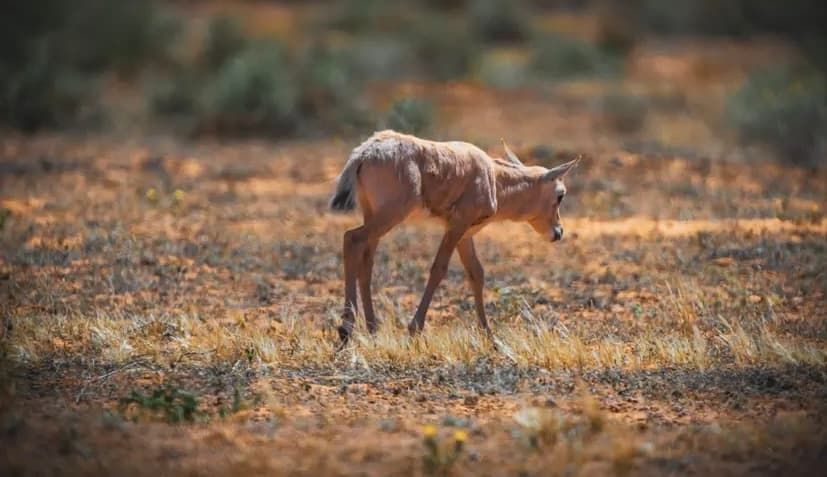 محمية الإمام تركي بن عبدالله الملكية تعلن عن ولادات جديدة للمها العربي