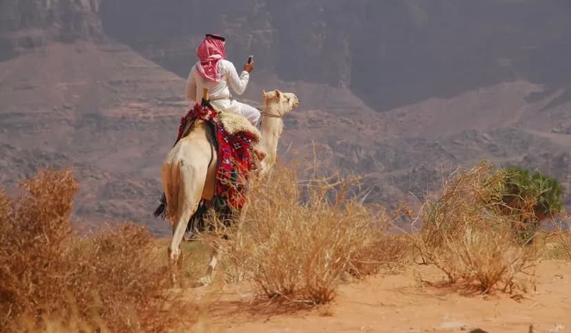 في يومها العالمي: الإبل بمنطقة تبوك رمز للأصالة وأيقونة للتراث