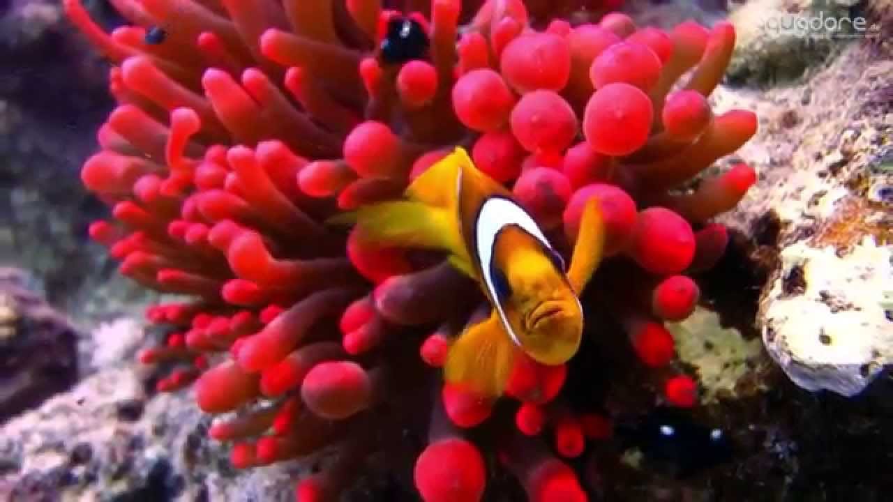 رحلات السفاري بـ"سيناء والبحر الأحمر"