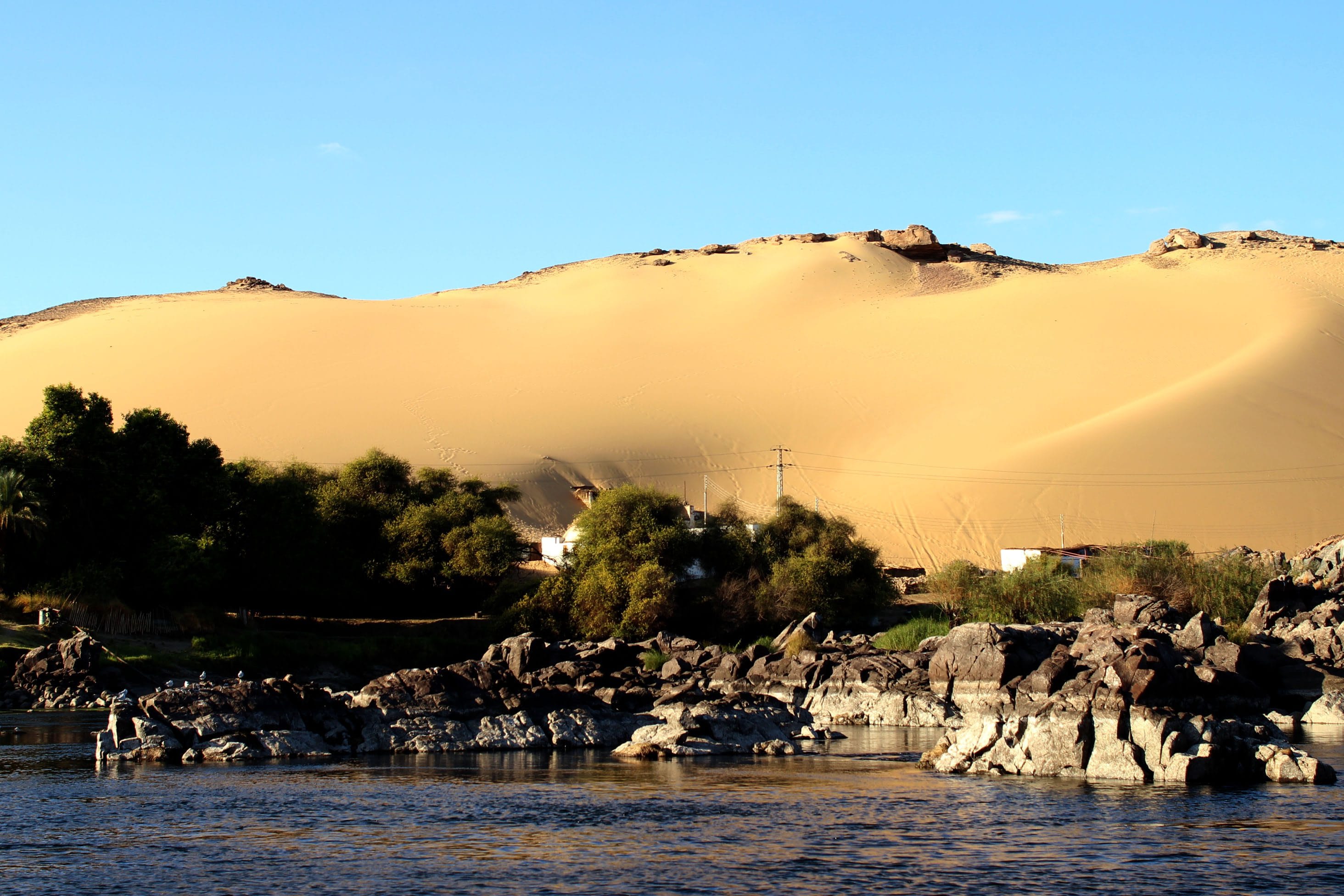 حيوان "النوبة" الاليف