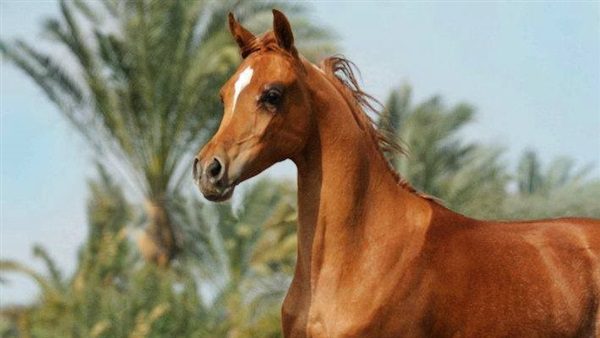 أول ديسمبر.. انطلاق مهرجان الخيول العربية بسقارة كانتري كلوب