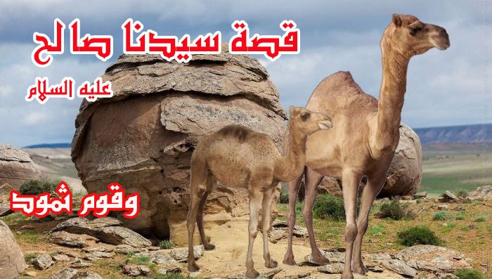 من قصص القران الكريم .. قصة ناقة صالح