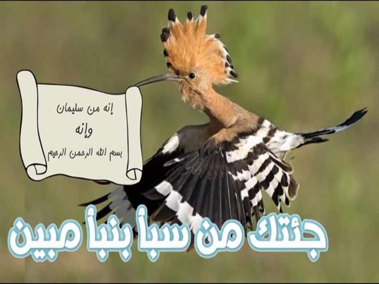 من قصص القران الكريم .. قصة هدهد سليمان وعرش بلقيس