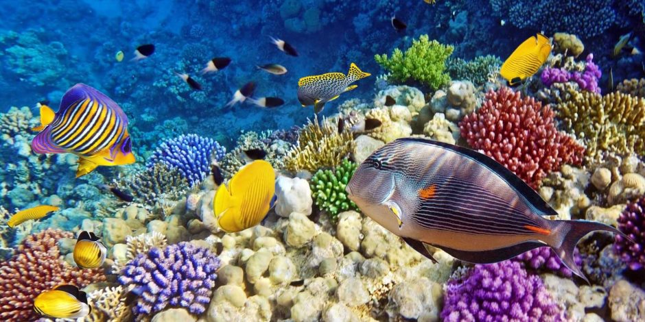 عدم تصدير سلبيات عن مصر ساهم فى تنشيط السياحة