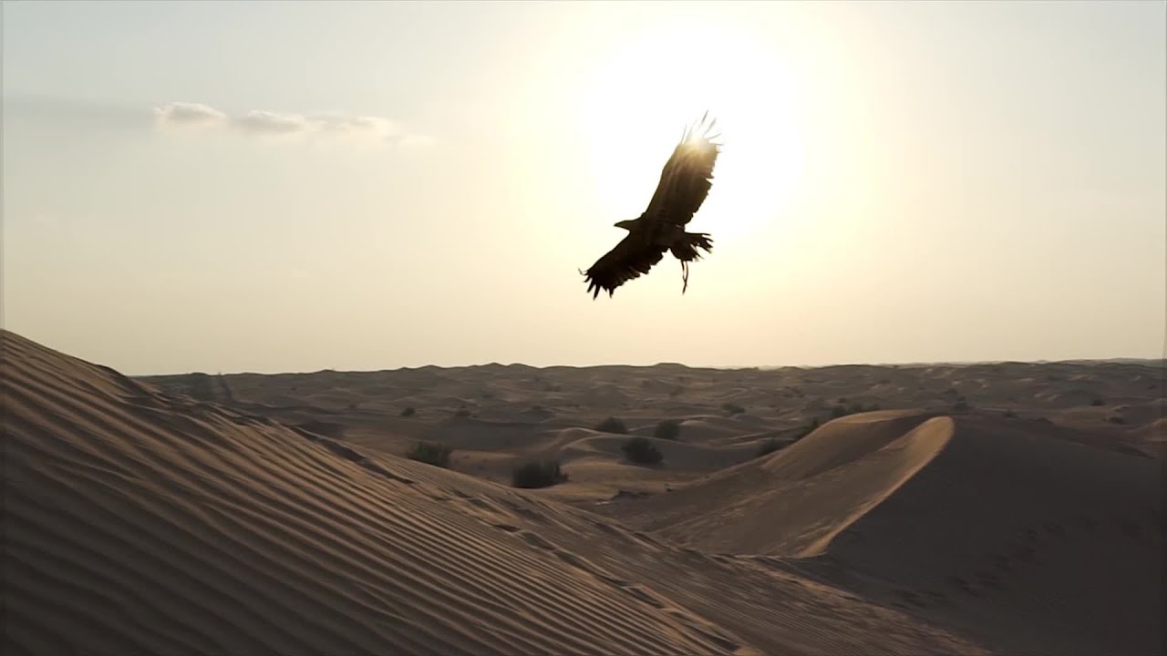 في القصيم السعودية.. ثالث شخص في العالم يحلق مع طيره في الصحراء