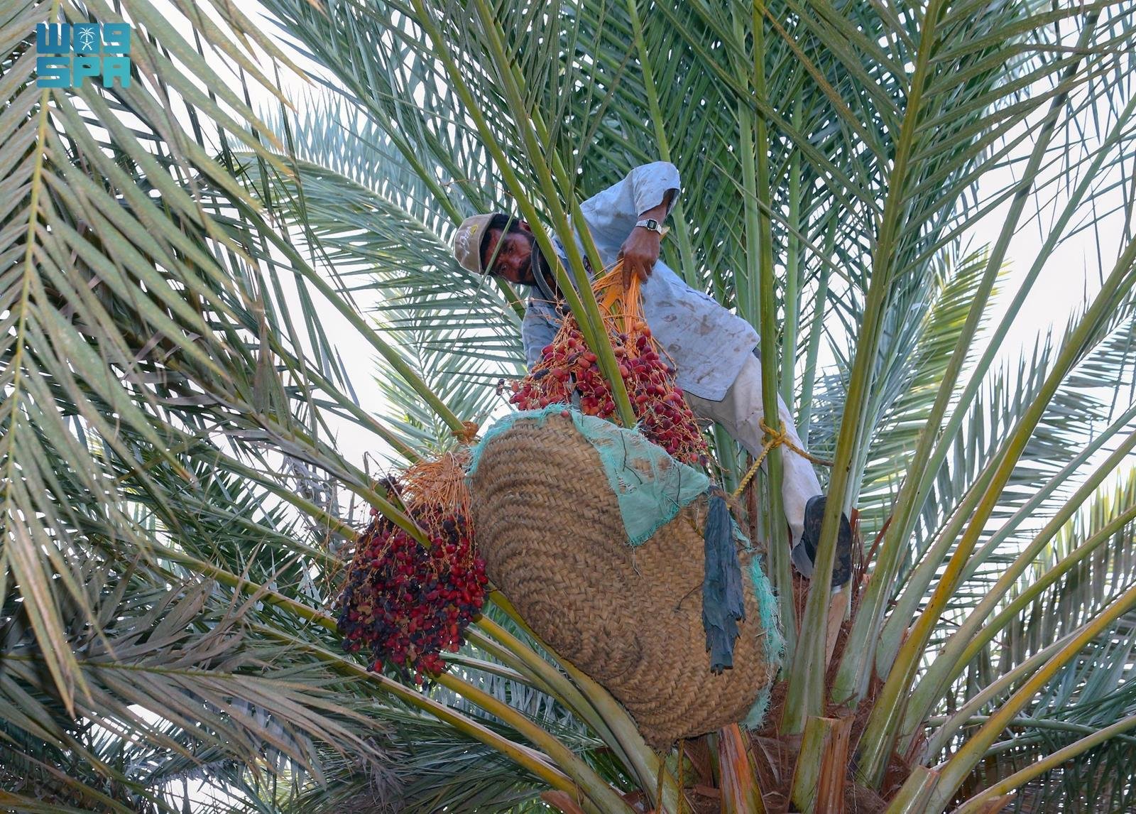 رطب "حلوة الجوف" موروث ثقافي واقتصادي يجسد قيم الكرم والتواصل في المنطقة