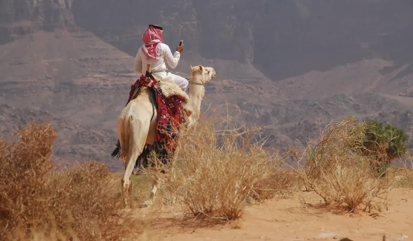 في يومها العالمي: الإبل بمنطقة تبوك رمز للأصالة وأيقونة للتراث