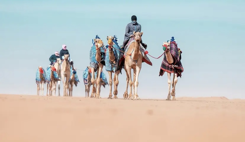 "حداء الإبل".. لغة للتواصل بين الإبل وأهلها ضمن التراث الثقافي غير المادي السعودي