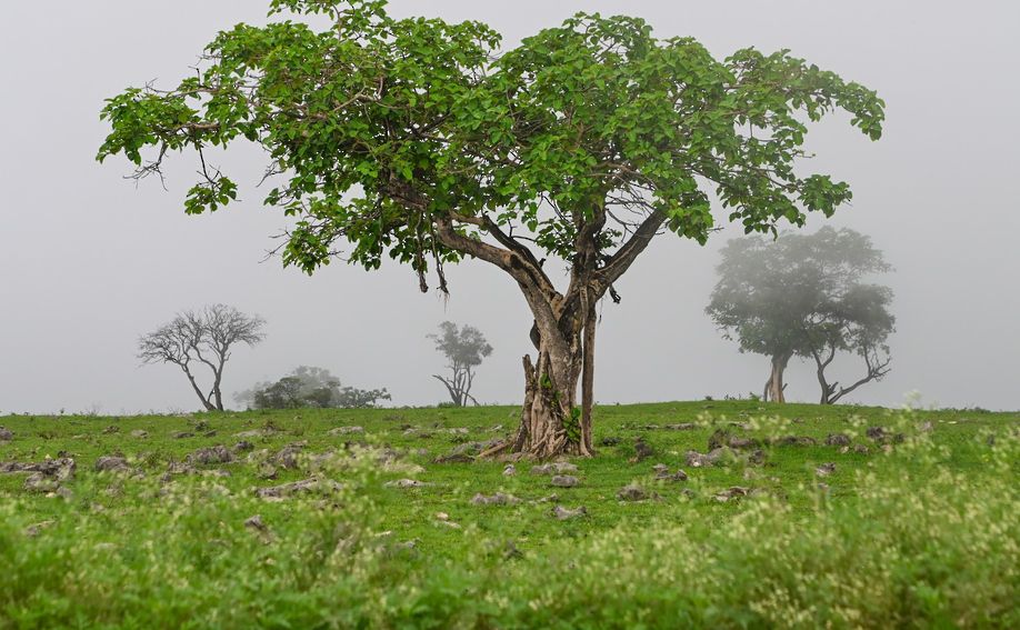غدا يبدأ موسم خريف ظفار 2024 فلكيا