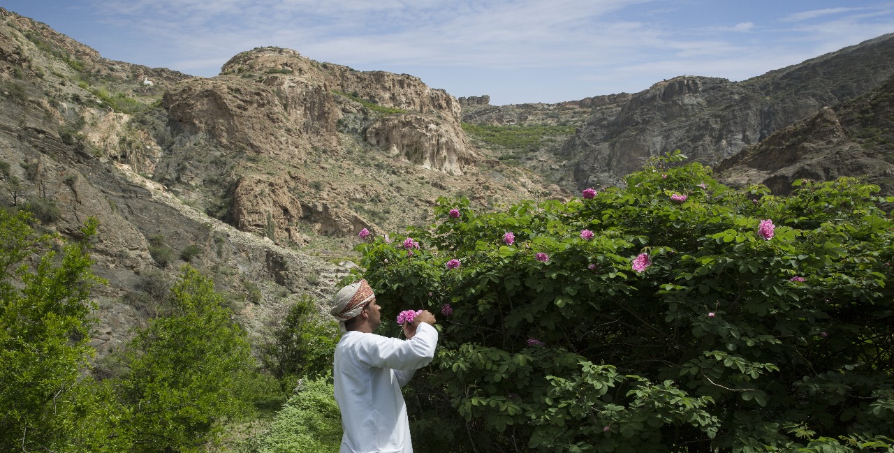 المكان: الجبل الأخضر، من أبرز أجزاء سلسلة جبال الحجر الغربي، يبلغ ارتفاعه لأكثر من 3000 متر، ليحتضن أروع الإطلالات على المناظر الطبيعية الخلابة في سلطنة عُمان. كما تشتهر المنطقة بشكل عام بأوديتها العميقة، قراها التراثية،