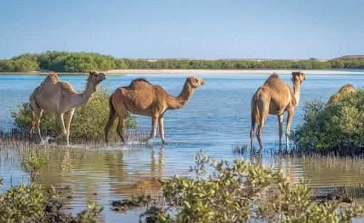 "وادى الجمال" حيث تتجسد الطبيعة الخلابة 