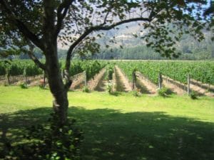 vineyard-cape-town-in-African-country-there-is-a-real-risk-for-a-person-of-becoming-infected-by-diseases-such-as-malaria