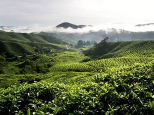 the-charming-Camiron-Highlands1