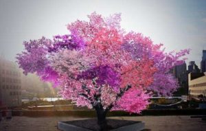 ألوان-الشجرة