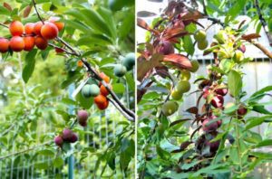 ثمار-الشجرة-768x507