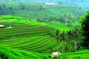 ancient-temples-and-jatiluwih-rice-terrace-private-tour-in-denpasar-city-292007