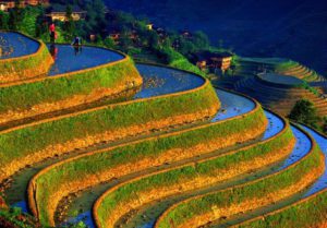 riceterrace_detail_6