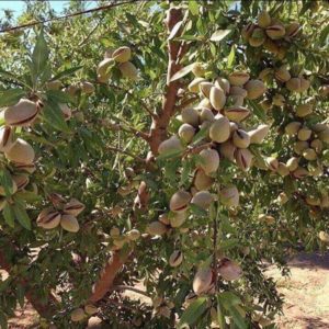 26942986_1806371029660480_1017232041_n