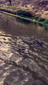 27043086_1806370542993862_537324551_n