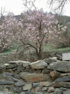 27157421_1806370989660484_128517829_n