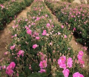 27157779_1808912702739646_363934558_n