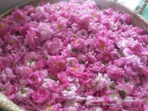 27294862_1808912849406298_1507767218_n