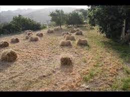 28176472_1817897615174488_1750678990_n