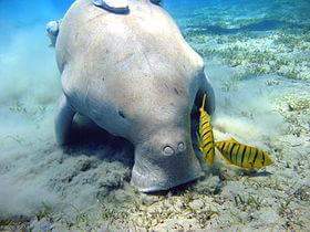 13039-حيوان-الدوجونج-(1)