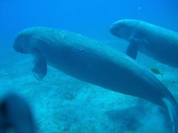 18758-حيوان-الدوجونج-(5)