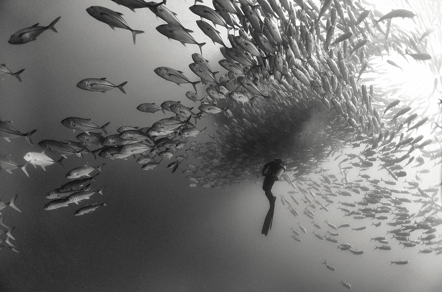 121-102331-underwater-in-black-and-white-4