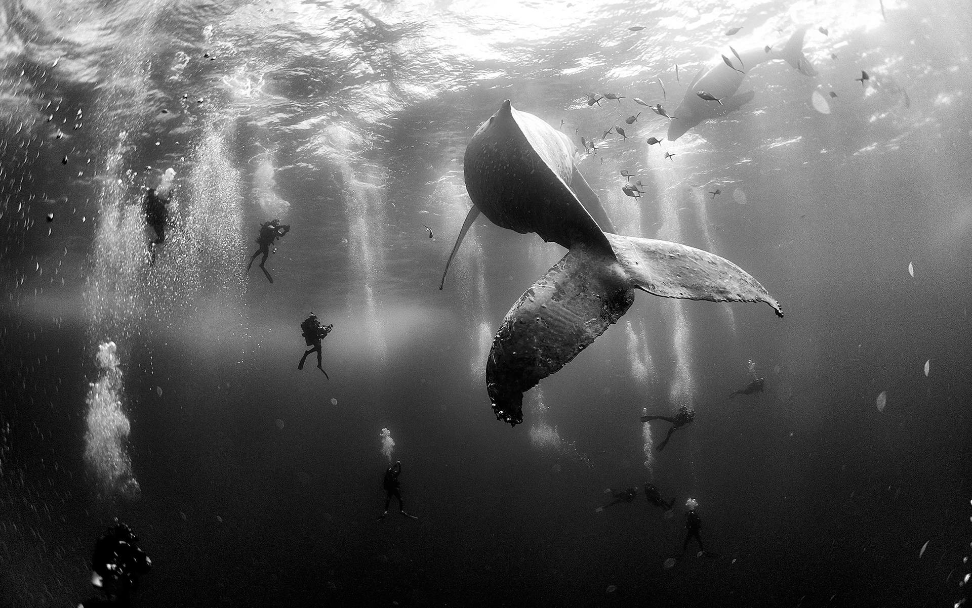 121-102331-underwater-in-black-and-white-5