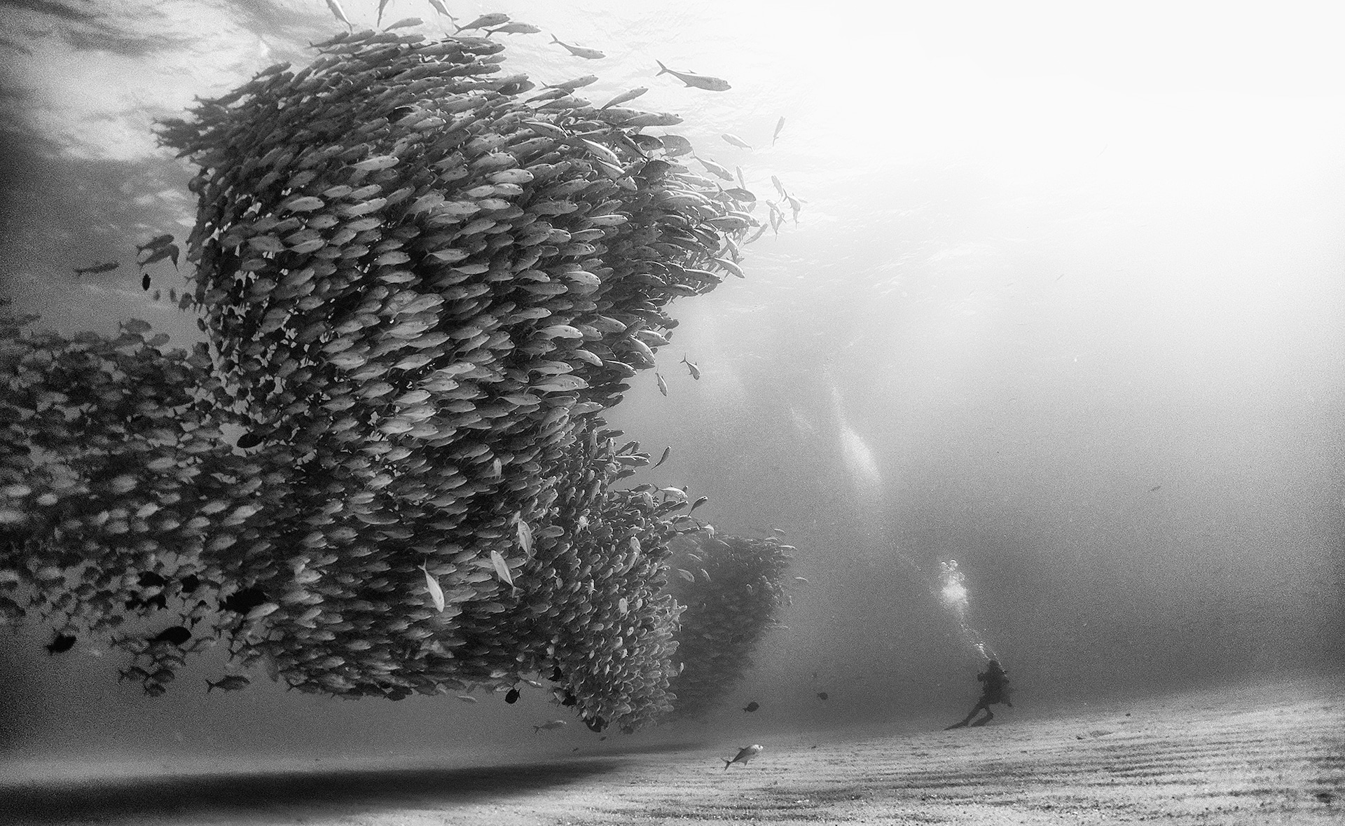 121-102331-underwater-in-black-and-white-6