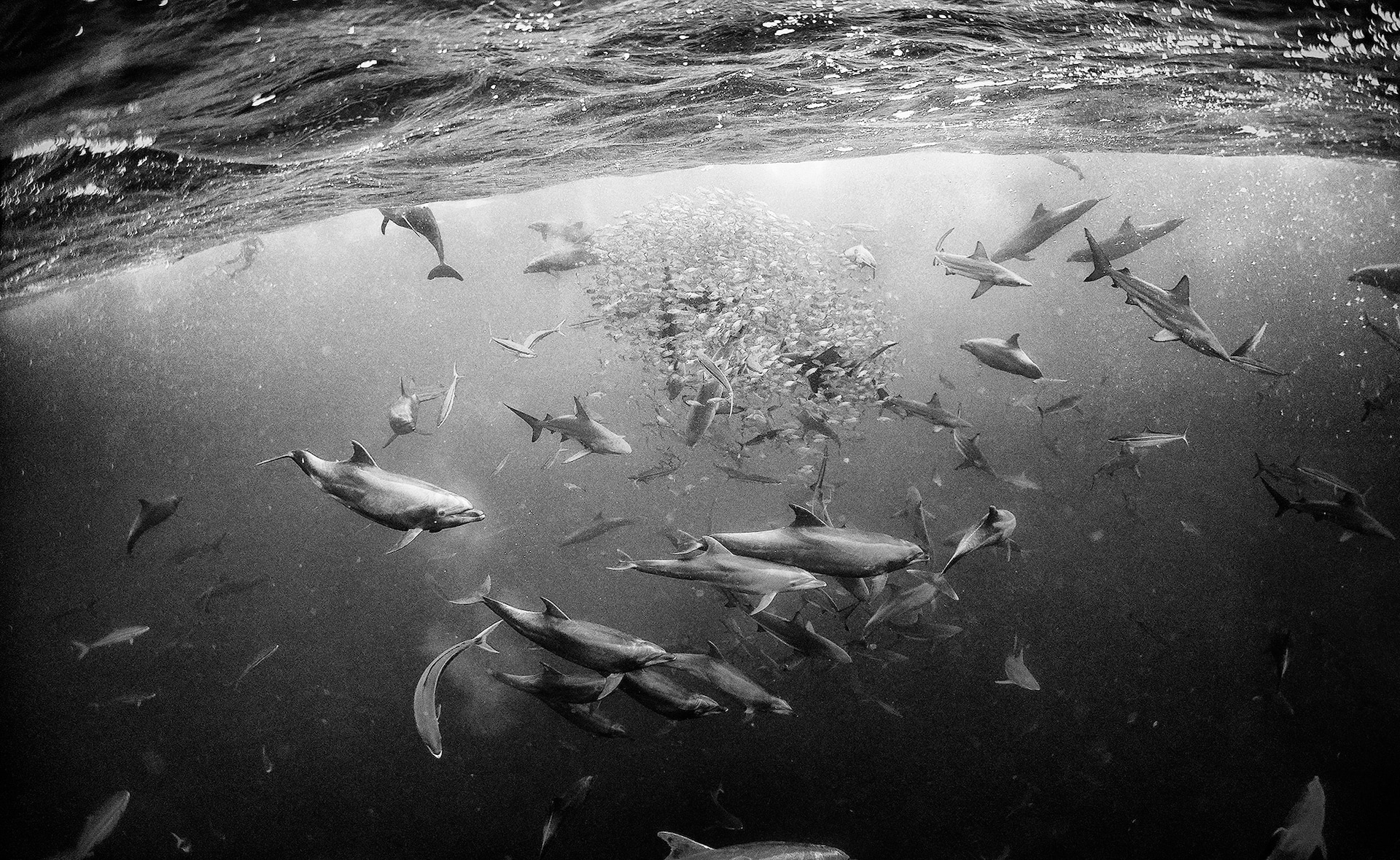 121-102332-underwater-in-black-and-white-7