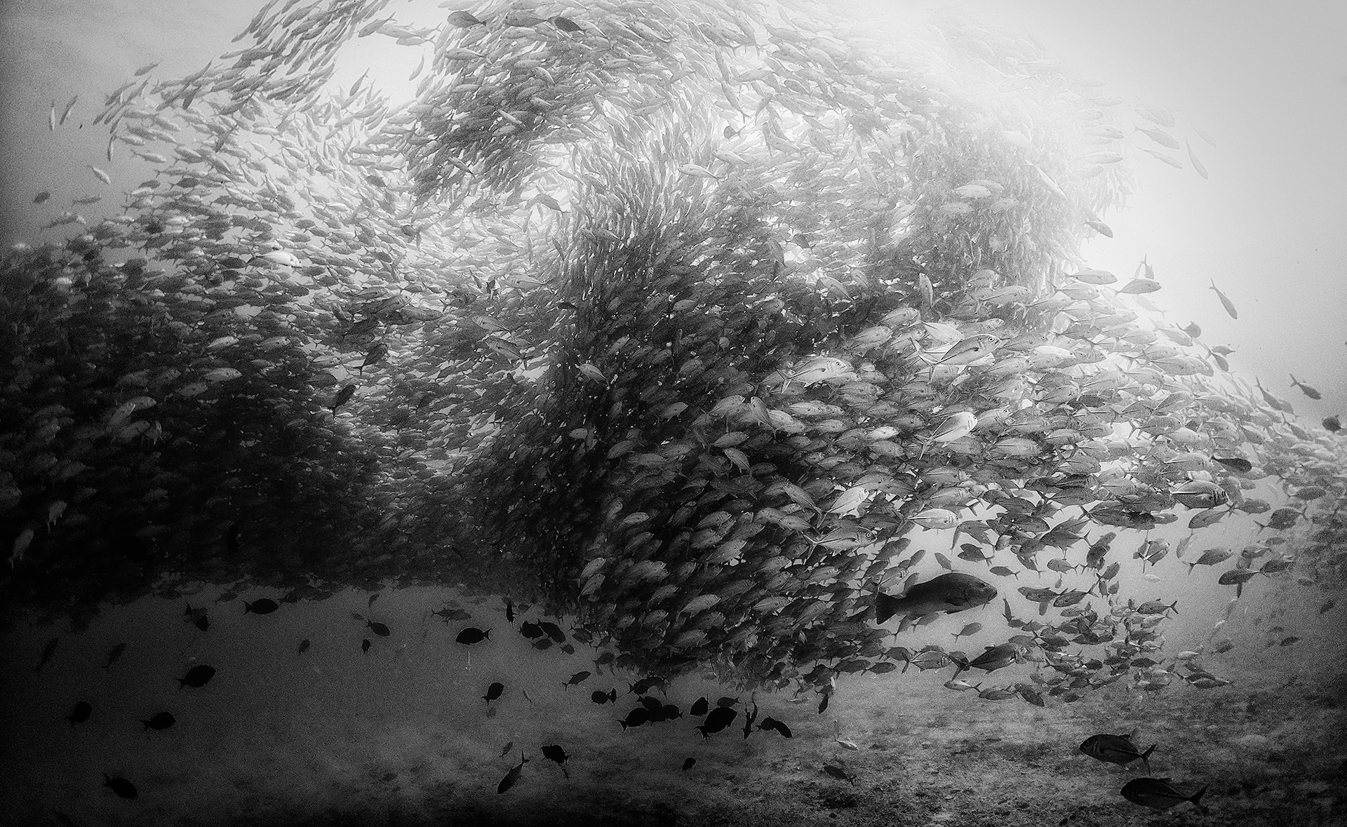 121-102332-underwater-in-black-and-white-8
