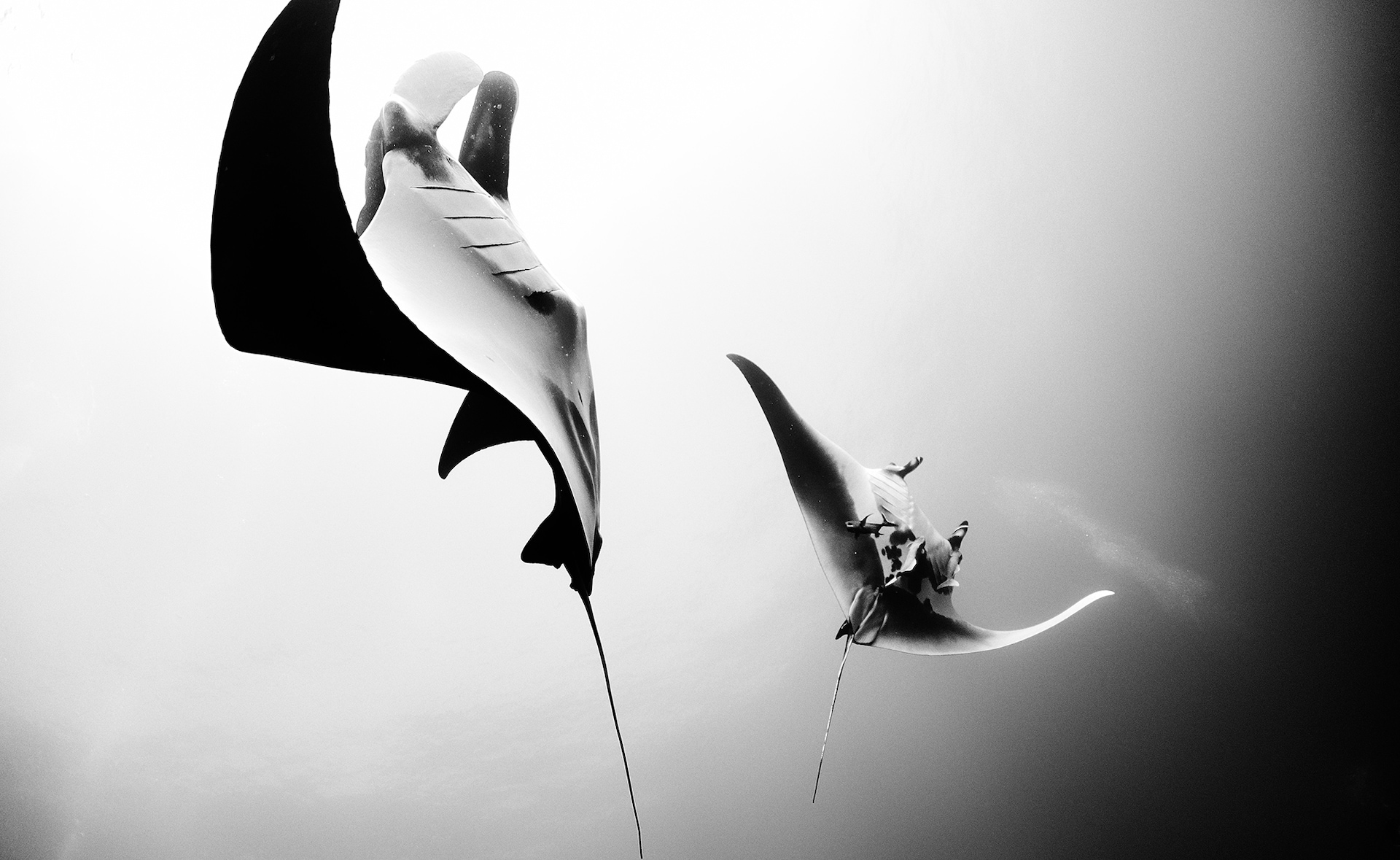 121-102332-underwater-in-black-and-white-9