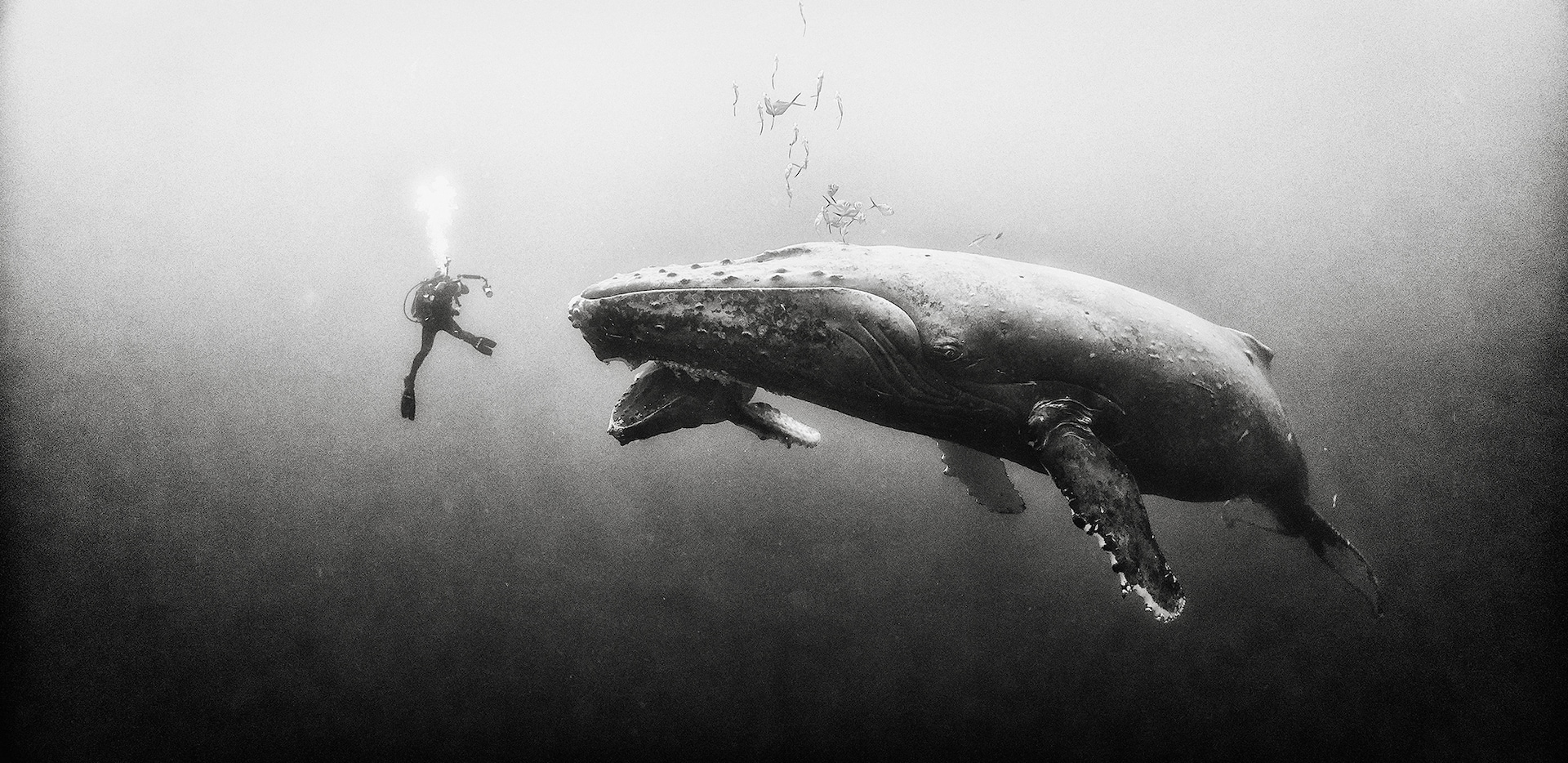 121-102333-underwater-in-black-and-white-10