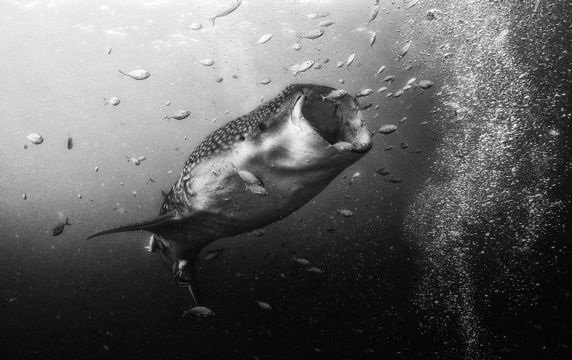 121-102333-underwater-in-black-and-white-11