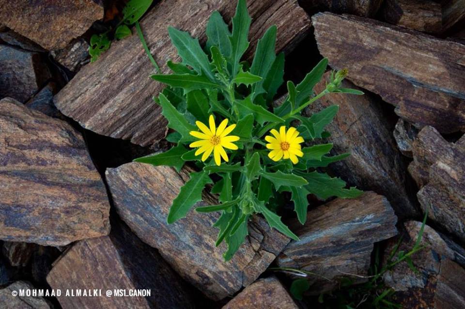 49015763_2213252528993900_3428088053506244608_n