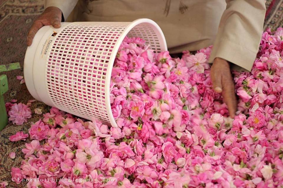 55882398_365547120722359_2890821905730764800_n