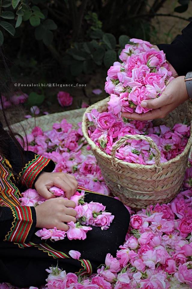 55959904_418630088705668_386460233876111360_n