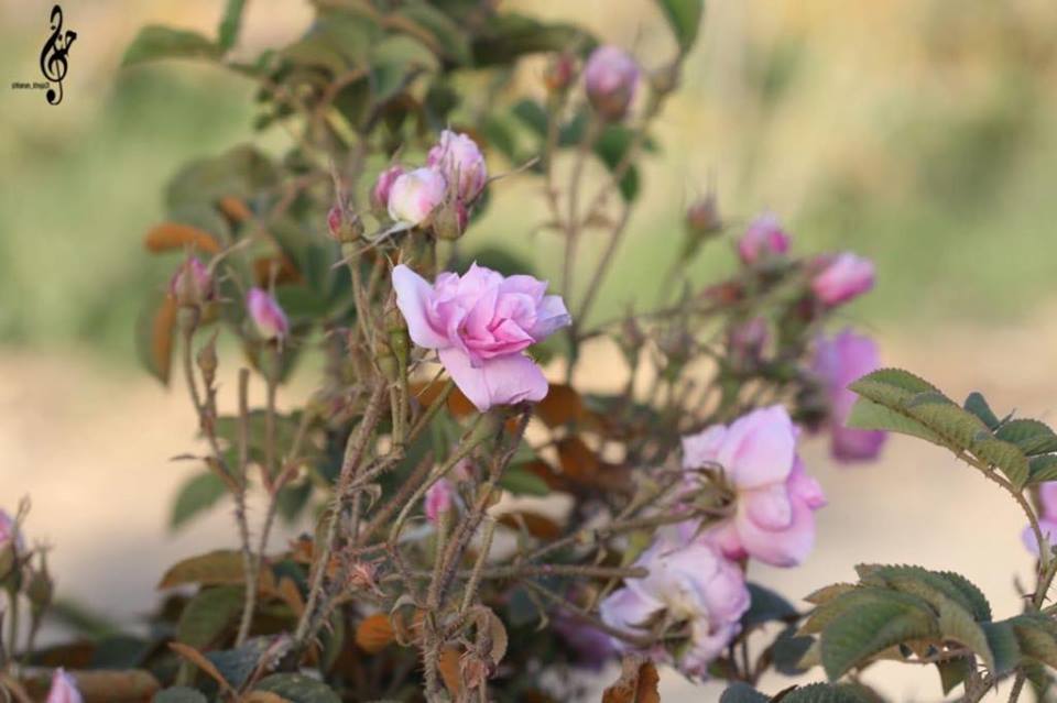 56184262_278825006331236_4225556746141171712_n