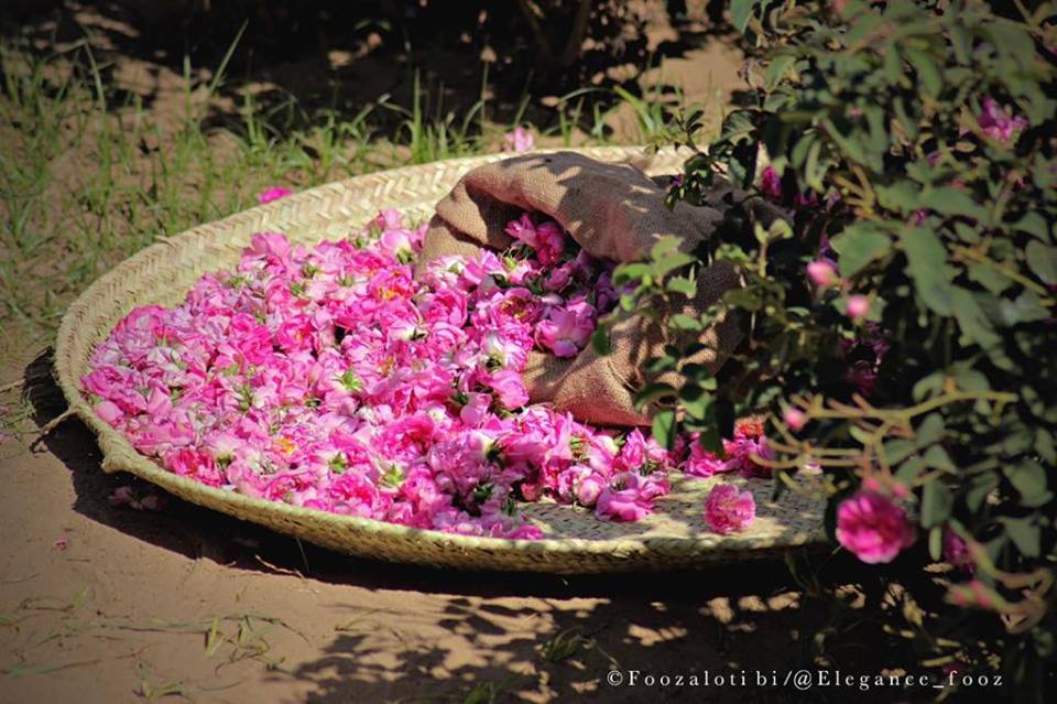 56418285_305058053497887_5972901453931479040_n