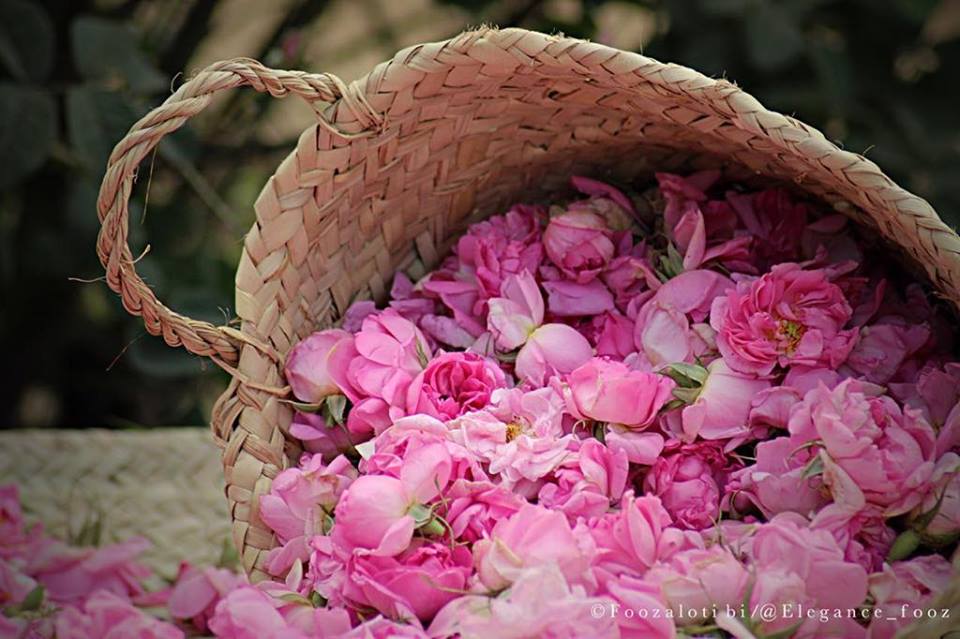 56775652_336973247169128_8749231600408985600_n