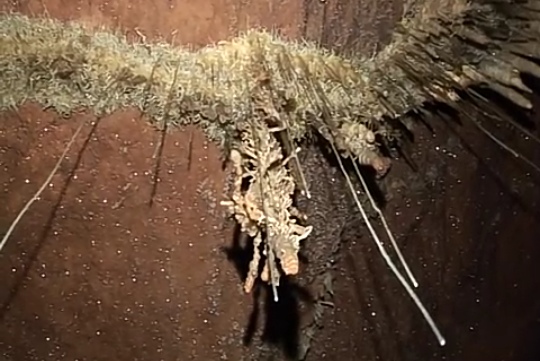 58943334_630803514013604_2559597944873418752_n