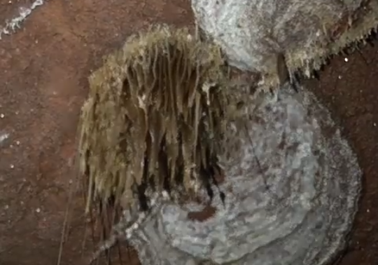 59902496_1354524864687372_3996184451489988608_n