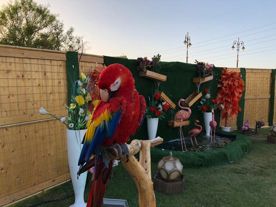 67400810_415412849066412_6809227931169062912_n