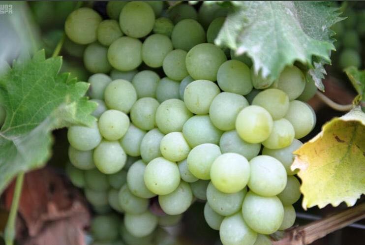 67767400_480297299194385_4102128907996626944_n